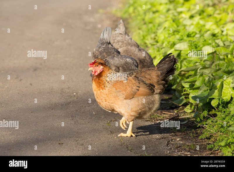 Image: Descubre el Exclusivo Juego de Azar de Chicken Road en España