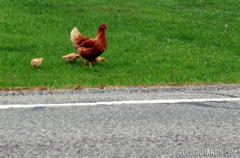A look at chicken road casino