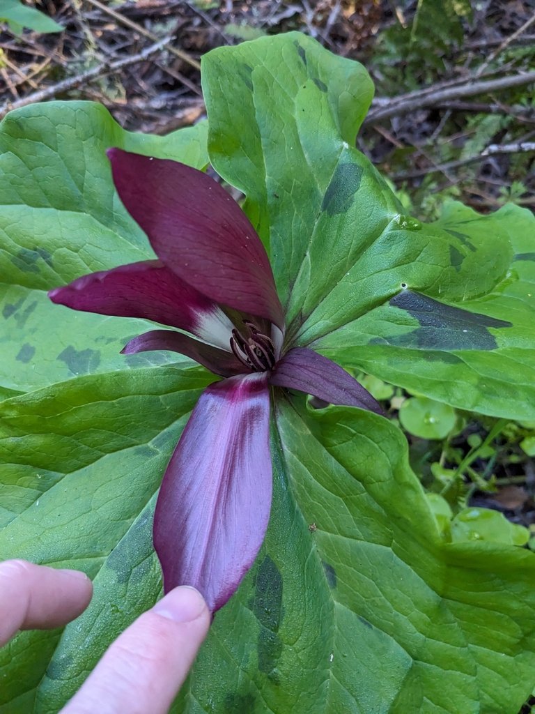 Wildrobin Casino Review: Unlock Exclusive Bonuses and Free Spins Worldwide, wildrobin casino