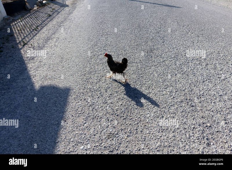 Chicken road online, chicken road gokspel